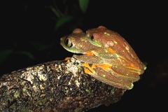 Hylomantis granulosa