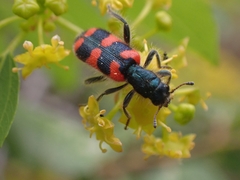 Trichodes punctatus