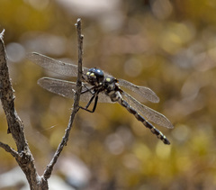 Synthemiopsis gomphomacromioides