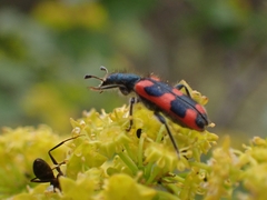 Trichodes punctatus