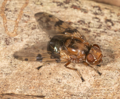 Lamprogaster laeta
