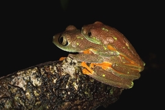 Hylomantis granulosa