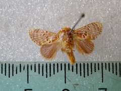 Pseudanapaea denotata