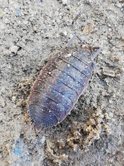 Porcellio debueni