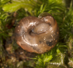 Stenacapha hamiltoni