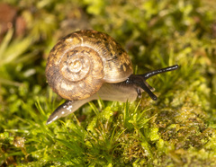 Stenacapha hamiltoni