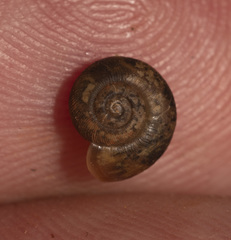 Stenacapha hamiltoni