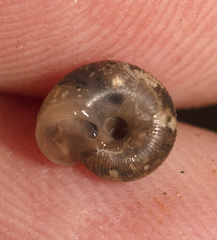 Stenacapha hamiltoni