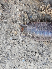 Porcellio debueni