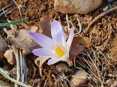 Crocus versicolor