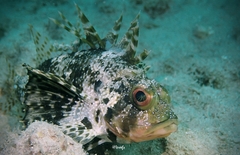 Dendrochirus barberi