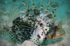 Dendrochirus barberi