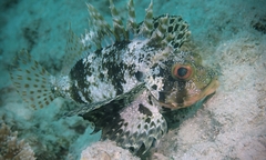 Dendrochirus barberi