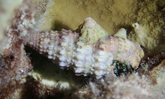 Rhinoclavis sinensis