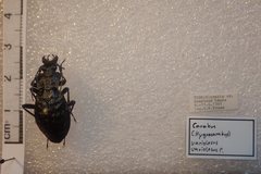 Carabus variolosus