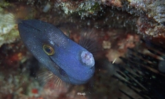 Pervagor aspricaudus