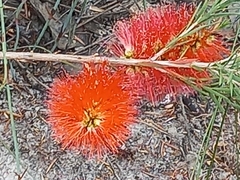 Melaleuca lateritia