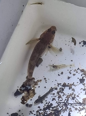 Gobiomorphus huttoni