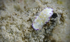 Goniobranchus albopustulosus
