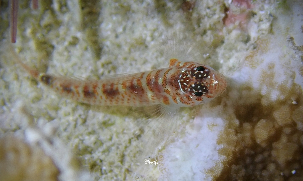 Divine dwarfgoby (Eviota epiphanes) — Gobiidae