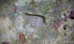 Cerithium nesioticum