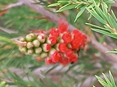 Melaleuca lateritia