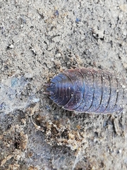 Porcellio debueni