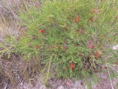 Melaleuca lateritia