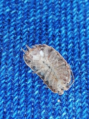 Porcellio debueni