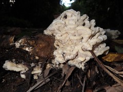 Climacodon dubitativus