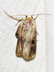 Effractilis effracta