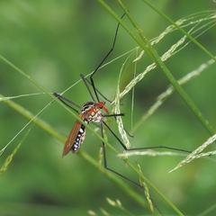 Clytocosmus edwardsi