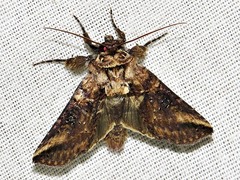 Abrostola brevipennis