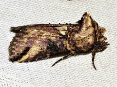 Abrostola brevipennis