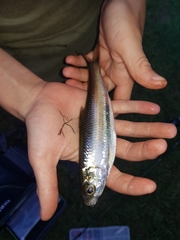 Megalops cyprinoides