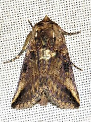 Abrostola brevipennis