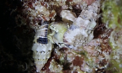 Cerithium atromarginatum