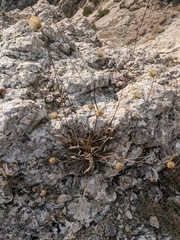 Cephalaria coriacea