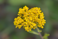 Odontarrhena muralis