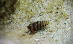 Mastonia cingulifera