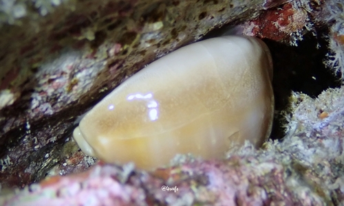Cypraea sulcidentata observed 2022-01-28