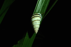 Drymaeus flexilabris