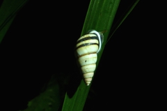 Drymaeus flexilabris