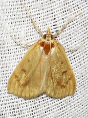 Udea infuscalis