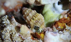 Cerithium atromarginatum