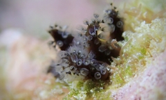 Entoprocta
