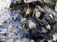 Hersiliola simoni
