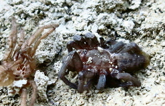 Ischnocolus valentinus