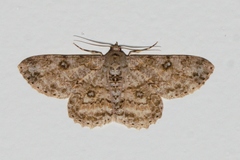 Ascotis reciprocaria