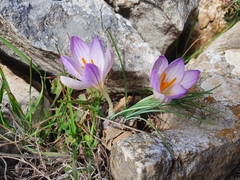 Crocus versicolor
